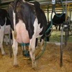 Est-ce que la traite influence la classification des vaches?