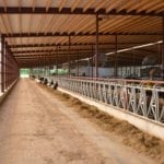 C’est au niveau de l’isolation des murs et du toit qu’on retrouve le plus de différences entre les étables du Wisconsin et du Québec. L’étable pour 240 vaches mesure 125 pieds de large par 420 de long. Elle a été construite au coût de 2,5 millions $US.