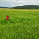 Champ d'herbe de soudan cultivé sous régie biologique. La photo a été prise le 25 juillet 2018 à La Pocatière.