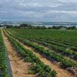 Fraises, une saison qui ne passera pas à l’histoire