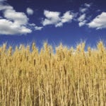 Les ventes ont atteint un sommet depuis 2004-2005