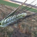 Plus de possibilités pour le blé