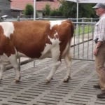 Manipulation sans stress des animaux