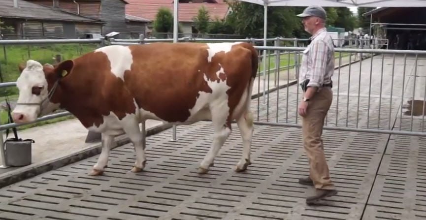 Manipulation sans stress des animaux