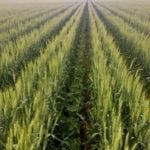 Source: Country Guide
Crédits: Dave McEachren 