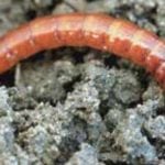 Syngenta obtient l’homologation de l’insecticide Fortenza comme traitement des semences de soya