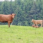 Sécheresse: un peu d’aide pour les producteurs