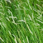 La fléole des prés a-t-elle encore sa place dans les mélanges fourragers?