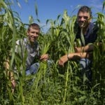Au début septembre dernier, Dany Bélanger et Gilbert Beaulieu de la ferme Filiber (1976) à Matane posent dans cette prairie semée en juillet avec de l’herbe soudan en plante abri.