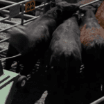 Un robot est utilisé dans un abattoir de la compagnie Cargill au Nebraska pour faire avancer les bouvillons.