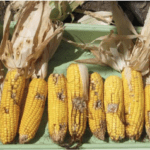 Présence de grains mangés à plusieurs endroits sur les épis par des larves de VGO. Source: Coalition canadienne sur les ravageurs du maïs