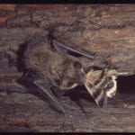 Un petit coup de pouce pour les chauves-souris