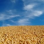De mieux en mieux pour le soya
