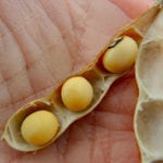 Marché des grains: Le soya progresse