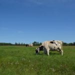 Vache au pâturage