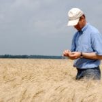 Le Réseau des Grandes cultures du Québec a mené des essais pour évaluer les différents cultivars de blé, d’orge, d’avoine et de seigle.