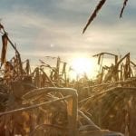 Du maïs tout nu : sans insecticide, sans fongicide