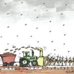 Une récolte de maïs sous la neige