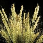 Accord sur l’utilisation de variétés de semences