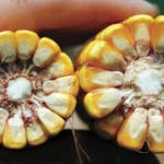 Les prédictions de rendement sont basées sur le nombre d’épis et le nombre de grains par épi.