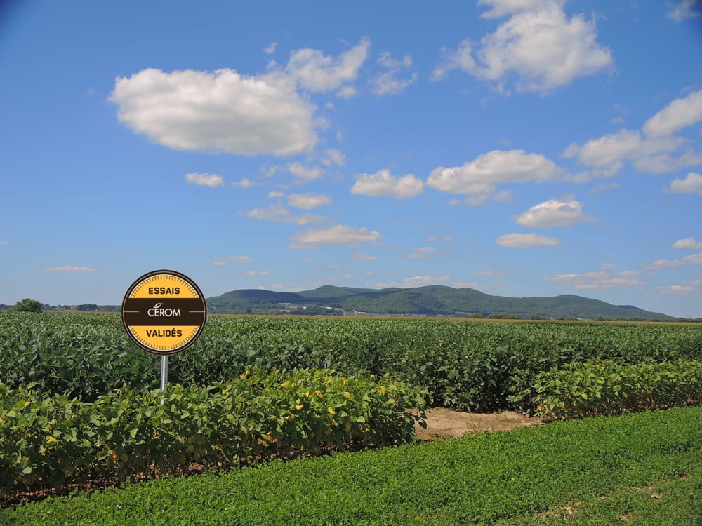 Les résultats des essais de soya du RGCQ sont disponibles sur le site GuideRGCQ.com.