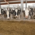 Des vaches laitières à la RTM.