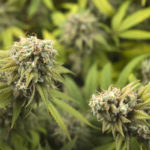 Du cannabis dans le Farm Bill