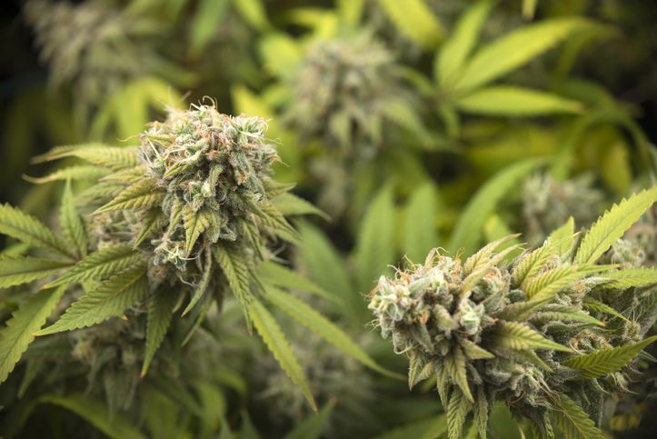 Du cannabis dans le Farm Bill