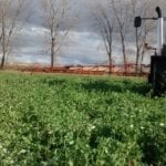 Un quasi-record de blé sur une terre de sable!