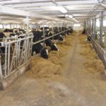 Étable en stabulation libre pour production laitière biologique.