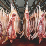Carcasses de porc dans un abattoir
