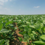 Légère reprise du soya