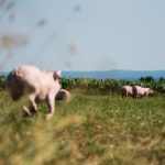 porc DuBreton en plein air