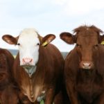 Les deux côtés du débat environnemental des bovins