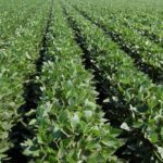 Soya : plus de rendement avec des rangs étroits?