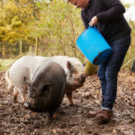 De nouvelles informations sur la peste porcine africaine