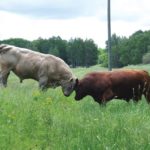 taureaux agressifs