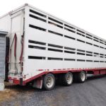 transport d'animaux (porcs)