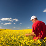 Autre tuile pour le canola canadien