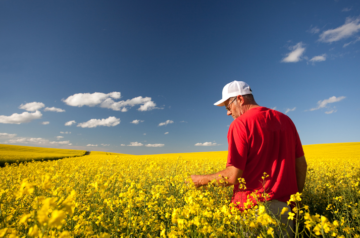 Autre tuile pour le canola canadien