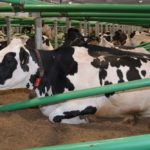 Comment obtenir 8% plus de lait?