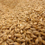 Le blé tire les autres céréales vers le haut