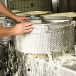 Le lait se transforme en yogourts ou en fromages grâce aux bactéries lactiques.