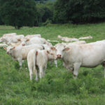 Bovins de race Charolais.
