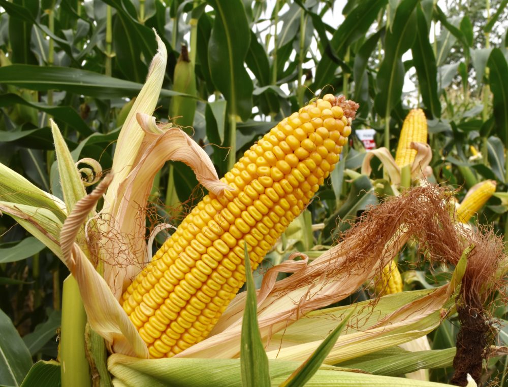 Comment dépasser les 19 tonnes