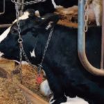 Comment mieux loger les vaches taries