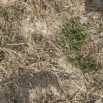 Plan en vie vs un plant mort.
crédit: Brigitte Lapierre
