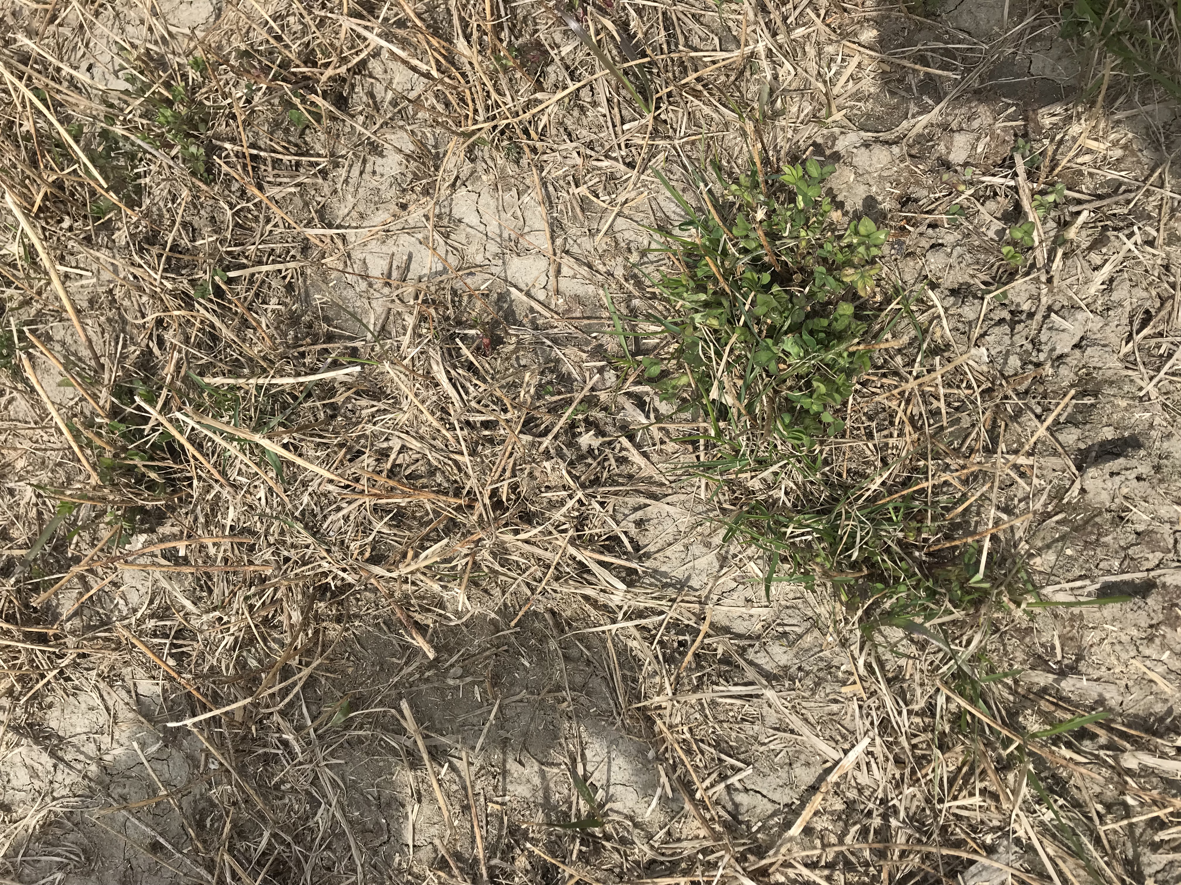 Plan en vie vs un plant mort.
crédit: Brigitte Lapierre
