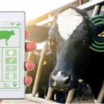 Les nouvelles technologies offrent de grandes possibilités pour surveiller les vaches.