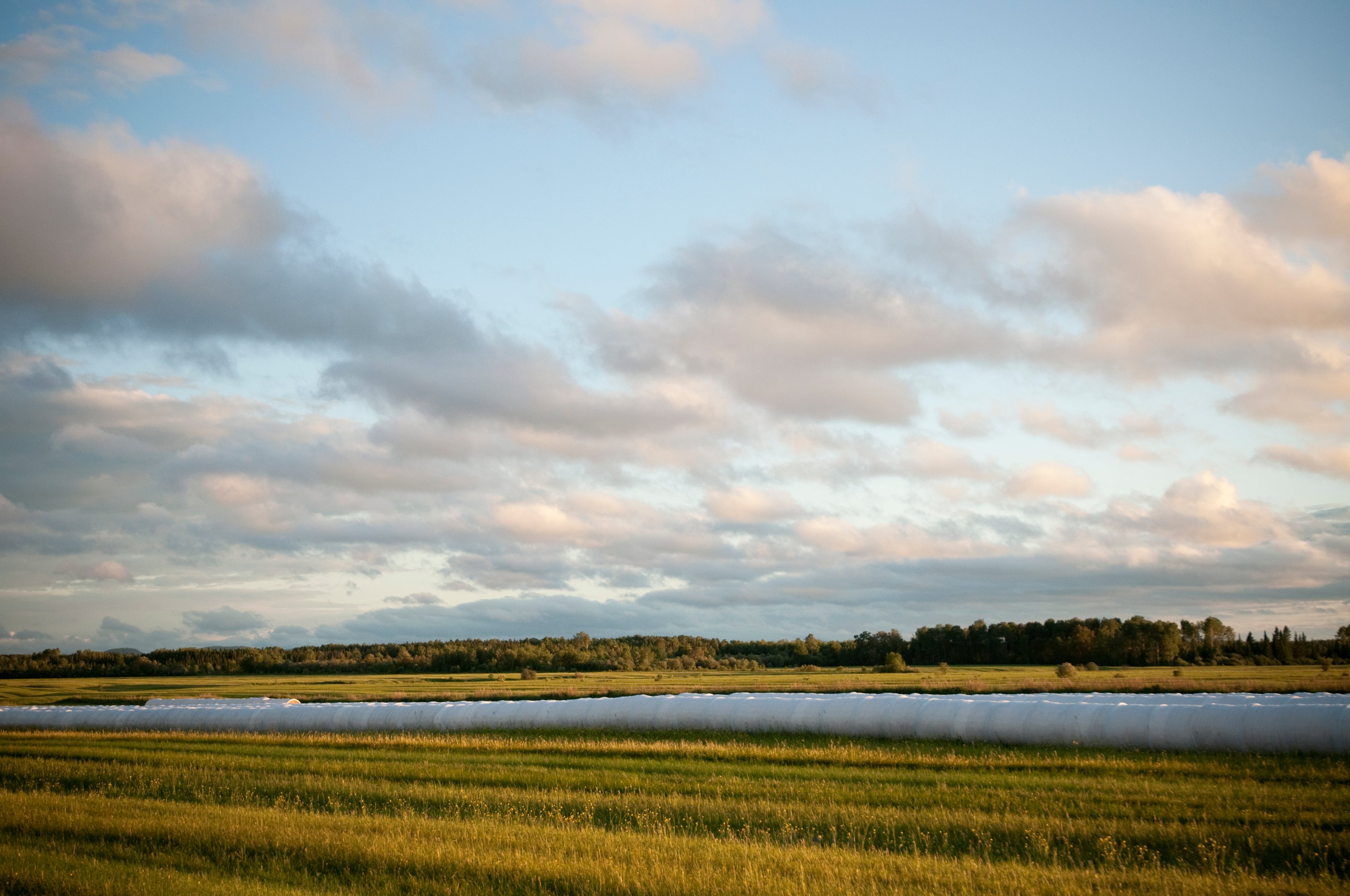 L'Abitibi est une bonne région pour produire des fourrages.